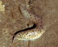 Limax cf. graecus